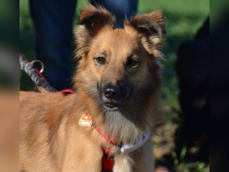 Dani, auf dem Weg zur Traumhündin