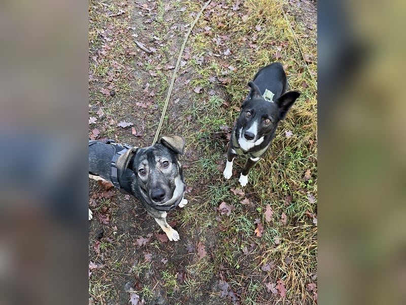 Verschmuster Junghund MORITZ sucht sein Zuhause!