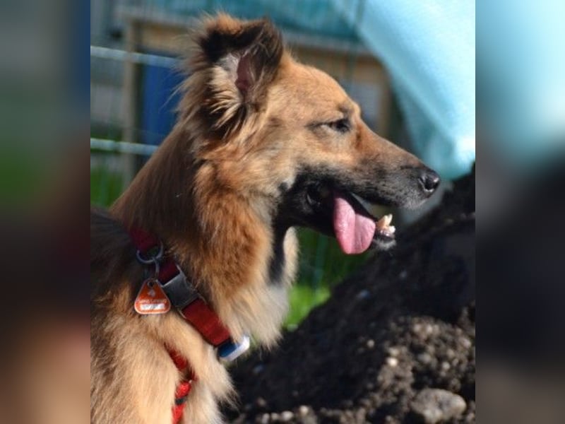 DANI  verschmuste und lernwillige Begleiterin