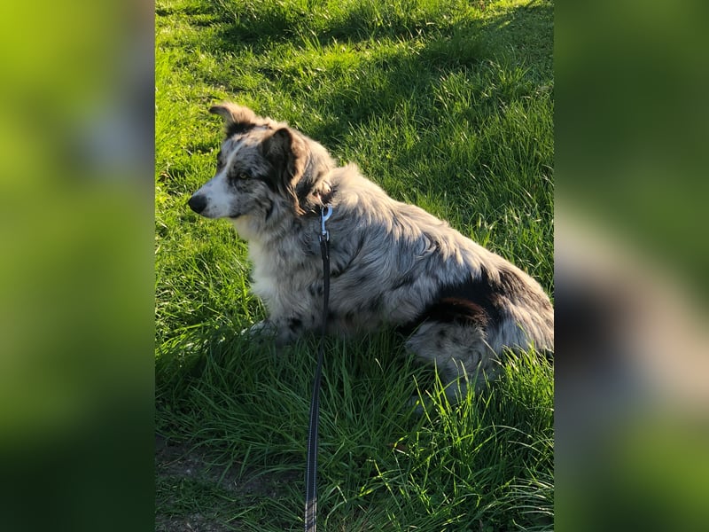 Theo - sucht ein liebevolles, konsequentes Zuhause