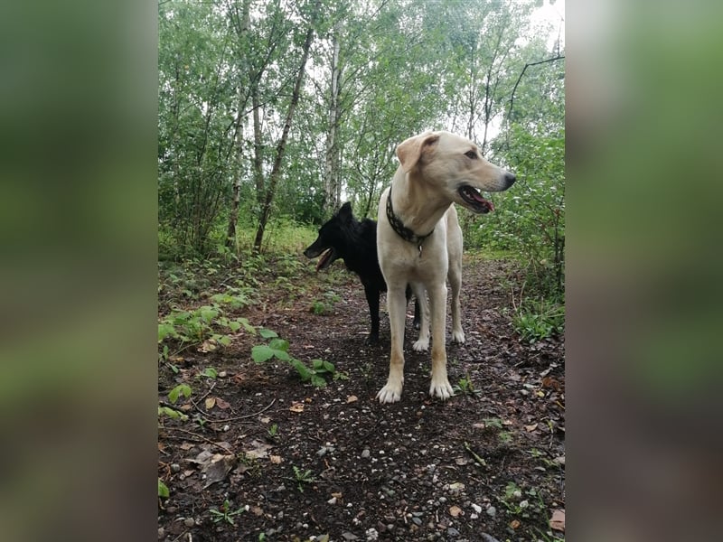 Athenea - Hündin in Deutschland