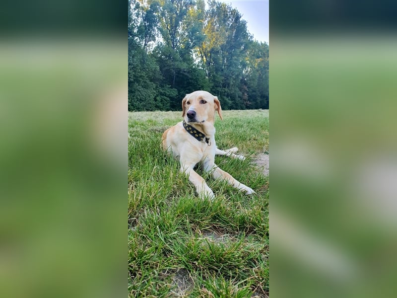 Athenea - Hündin in Deutschland