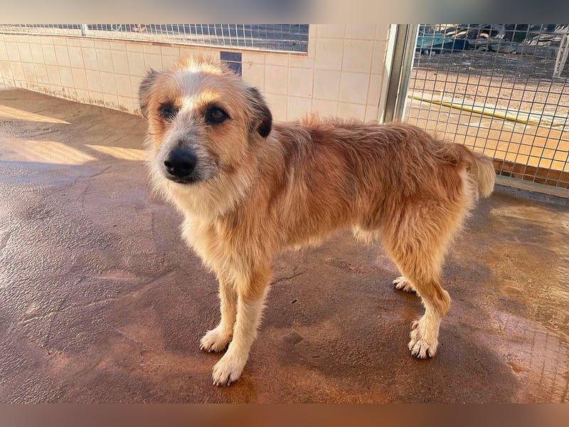 Lezo ein Herzenshund sucht sein Zuhause