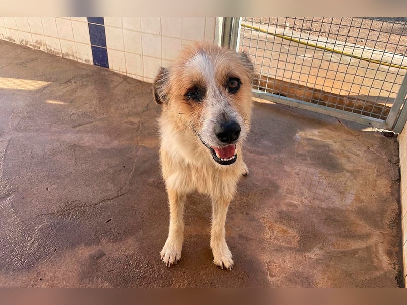 Lezo ein Herzenshund sucht sein Zuhause