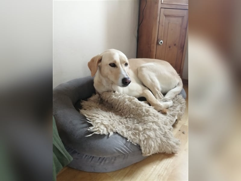 Athenea - Hündin in Deutschland