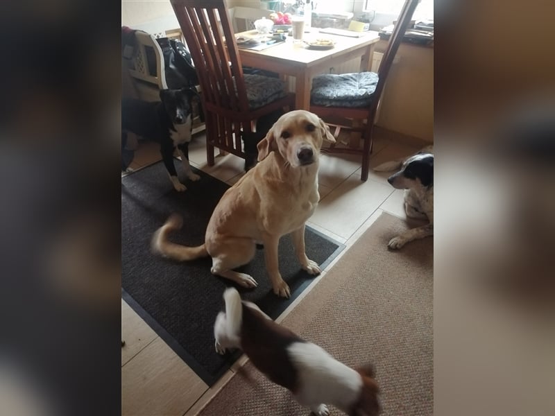 Athenea - Hündin in Deutschland