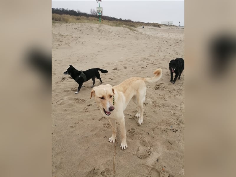 Athenea - Hündin in Deutschland