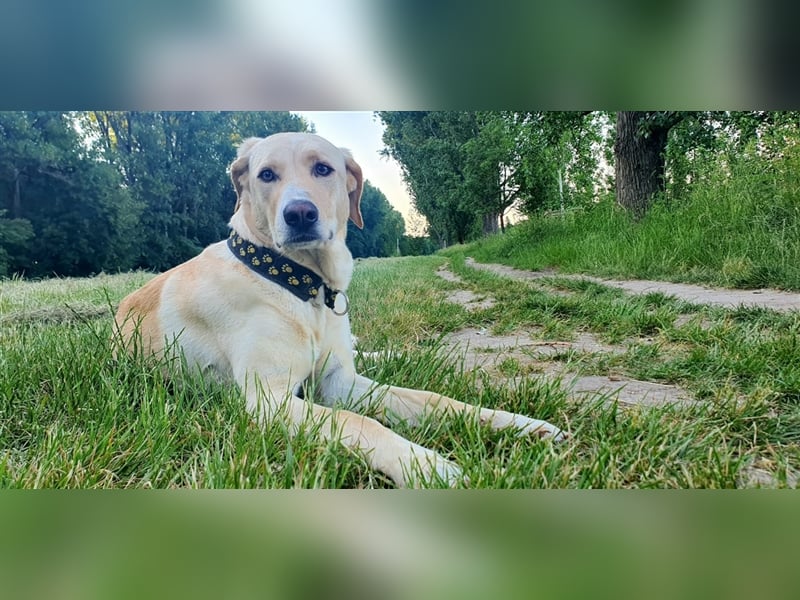 Athenea - Hündin in Deutschland