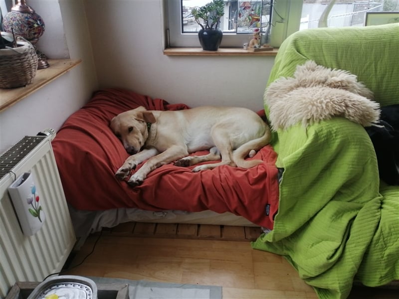 Athenea - Hündin in Deutschland