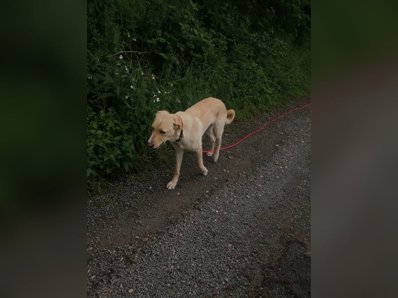 Athenea - Hündin in Deutschland