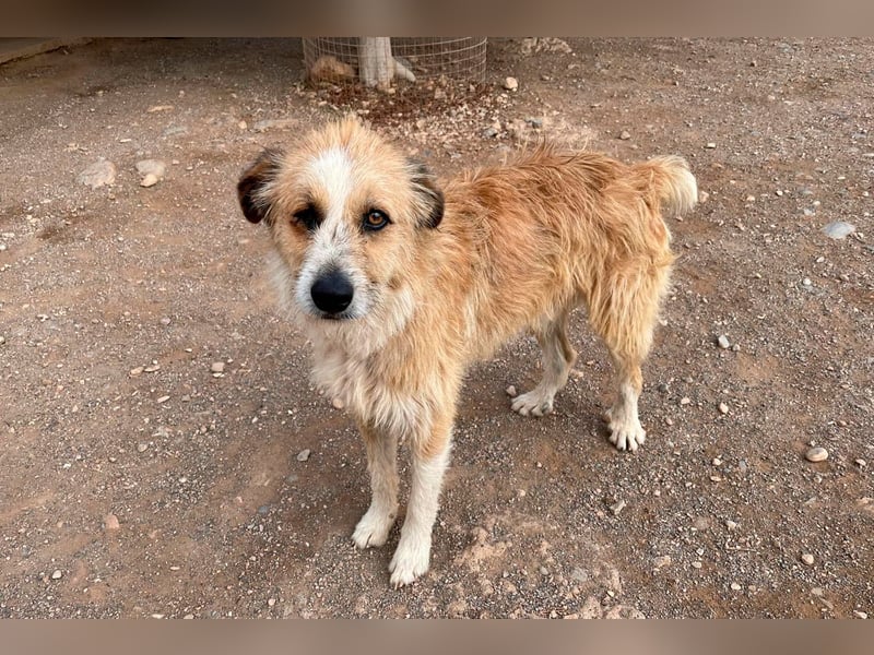 Lezo ein Herzenshund sucht sein Zuhause