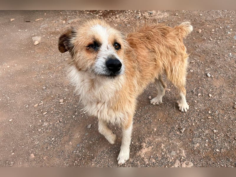 Lezo ein Herzenshund sucht sein Zuhause