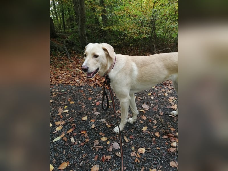 Athenea - Hündin in Deutschland