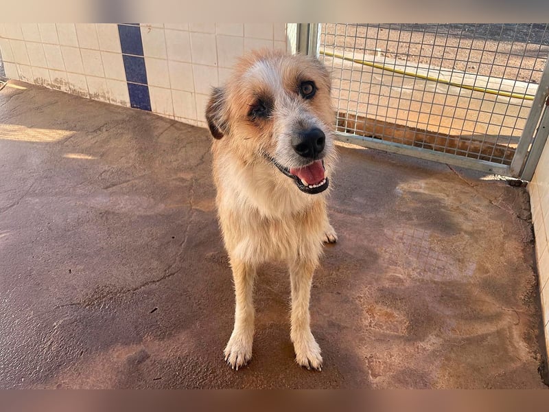 Lezo ein Herzenshund sucht sein Zuhause