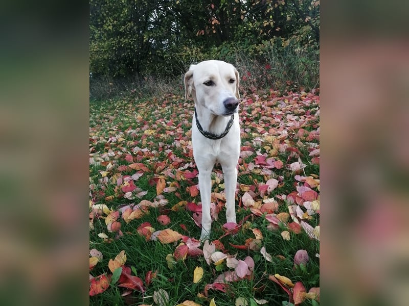 Athenea - Hündin in Deutschland