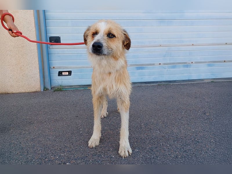 Lezo ein Herzenshund sucht sein Zuhause