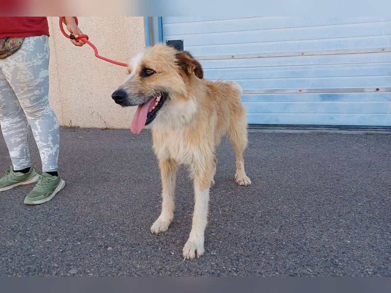 Lezo ein Herzenshund sucht sein Zuhause