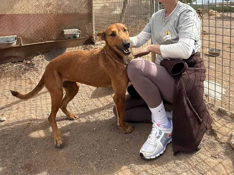 INDIA ❤️ Hündin in Spanien