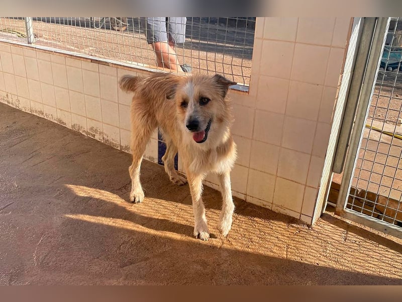 Lezo ein Herzenshund sucht sein Zuhause