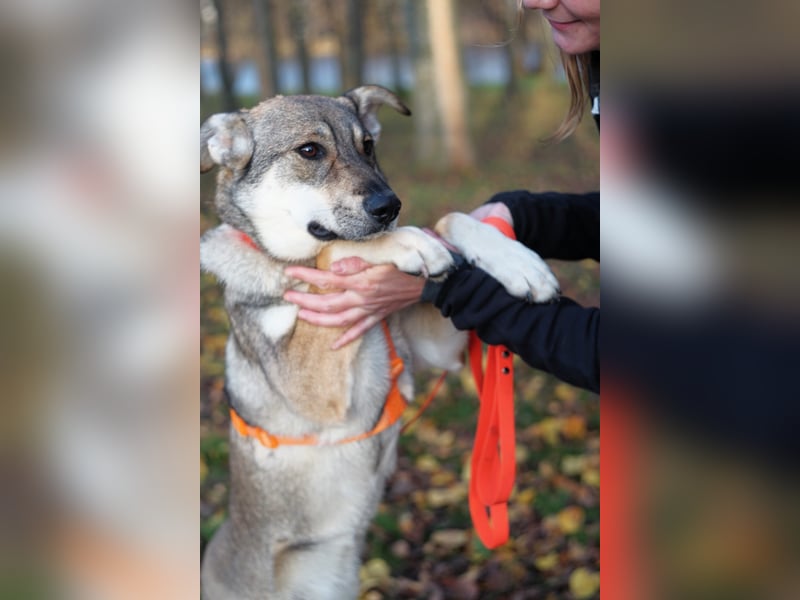 Sanfte Vivien sucht ihr Zuhause