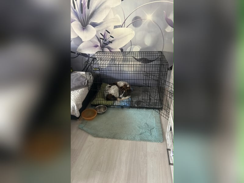 Cody - 60 cm Charme, Kuschelbedarf und ein kleines bisschen Drama
