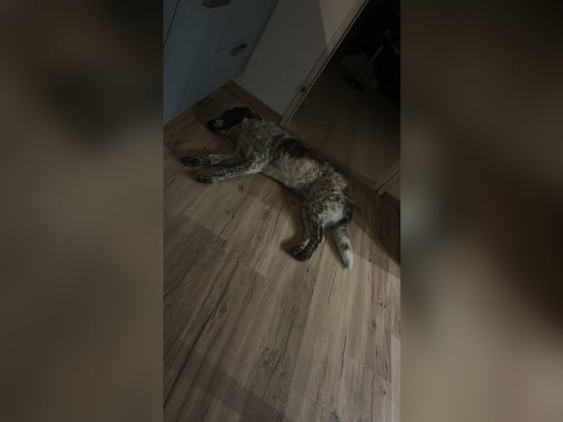 Cody - 60 cm Charme, Kuschelbedarf und ein kleines bisschen Drama