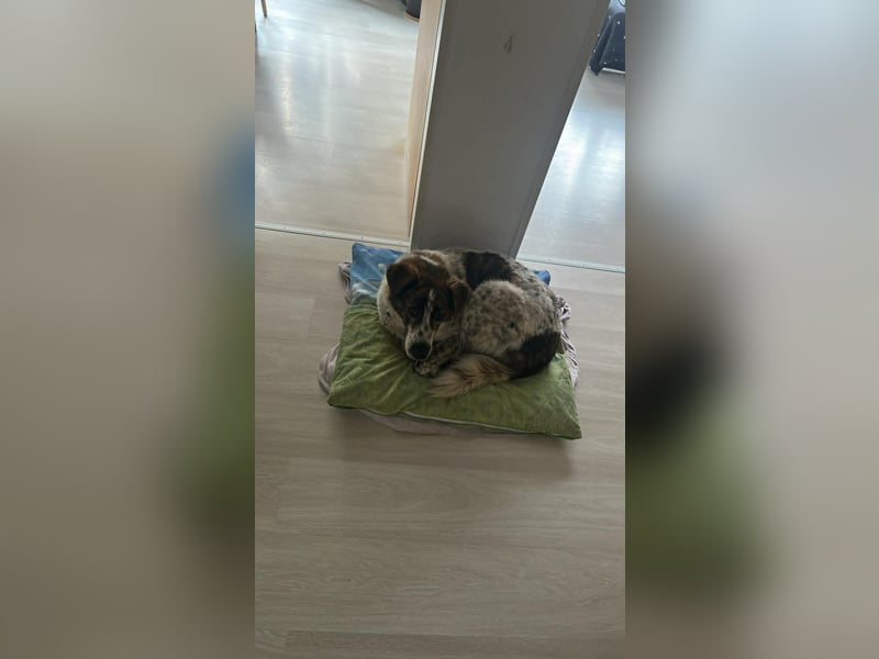 Cody - 60 cm Charme, Kuschelbedarf und ein kleines bisschen Drama