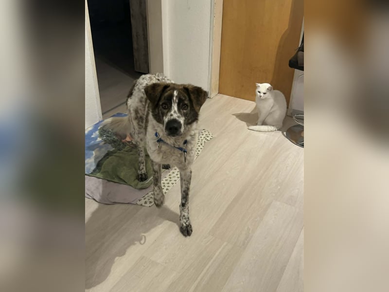 Cody - 60 cm Charme, Kuschelbedarf und ein kleines bisschen Drama
