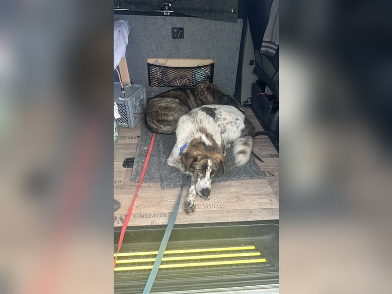 Cody - 60 cm Charme, Kuschelbedarf und ein kleines bisschen Drama
