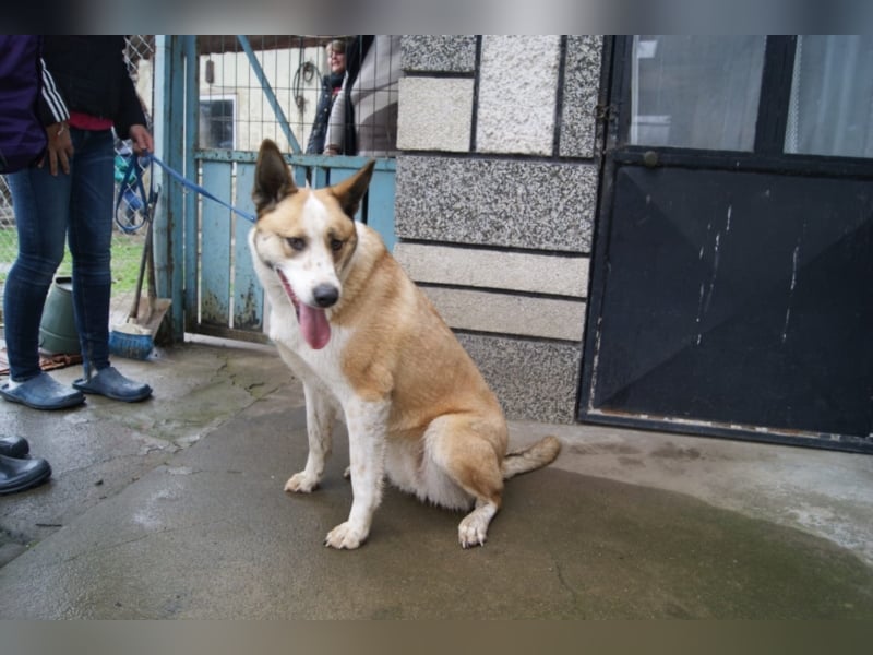 Beauty unsere große Schönheit sucht ein Zuhause