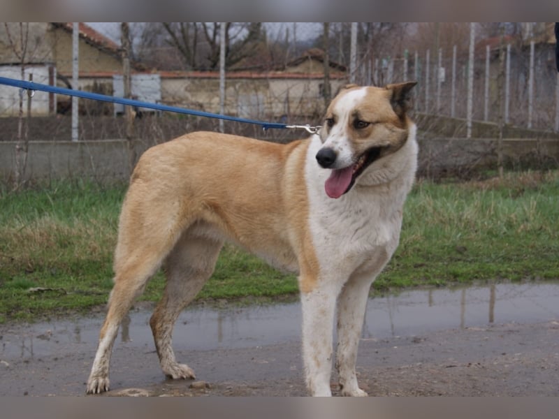 Beauty unsere große Schönheit sucht ein Zuhause