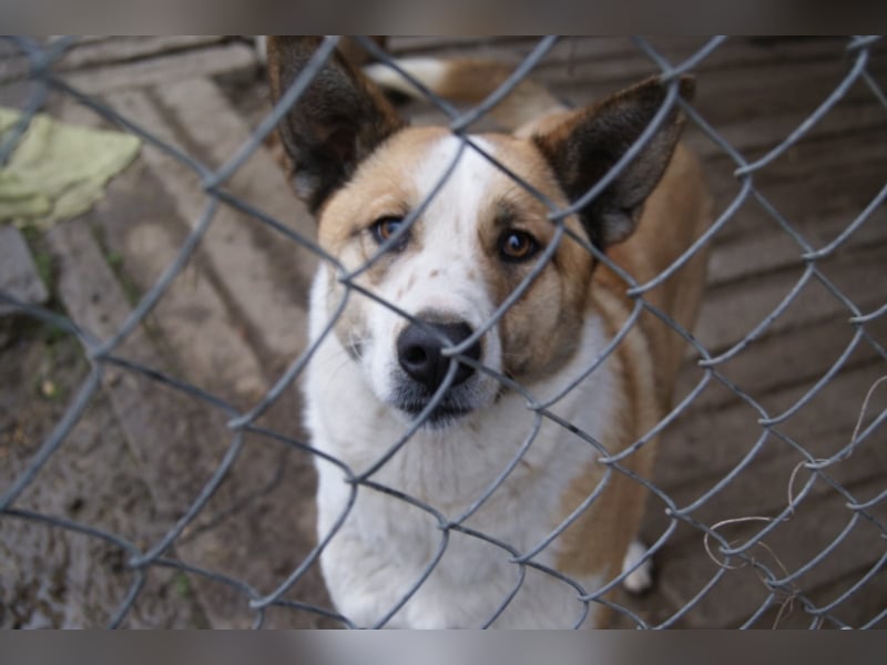 Beauty unsere große Schönheit sucht ein Zuhause