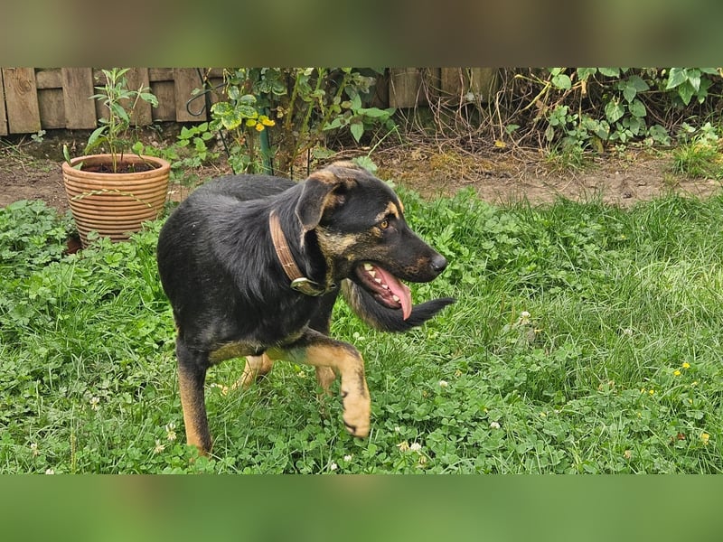 Hulk, sportlicher, intelligenter und sozialer Rüde sucht ein Zuhause