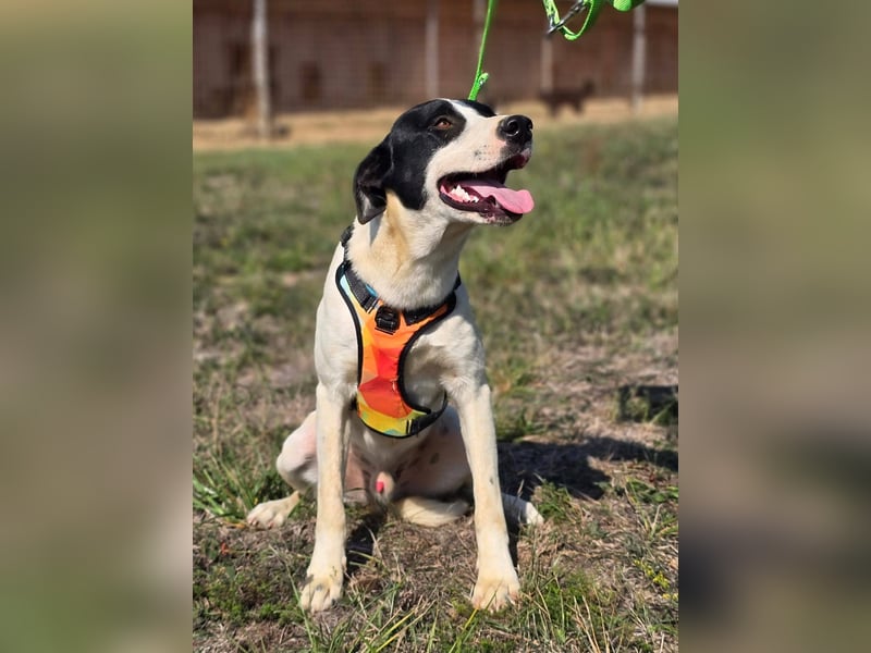 Lazar - sportlicher Junghund mit freundlichem Wesen