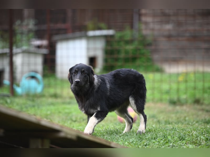 Danka - junge Mischlingshündin sucht ein liebevolles Zuhause