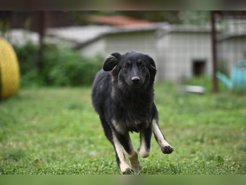Danka - junge Mischlingshündin sucht ein liebevolles Zuhause