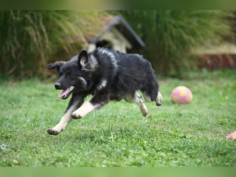 Danka - junge Mischlingshündin sucht ein liebevolles Zuhause