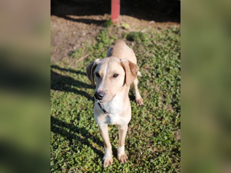 Bowie - aufmerksamer und verschmuster Junge