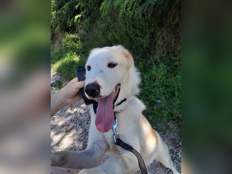 Edy sucht sein Zuhause