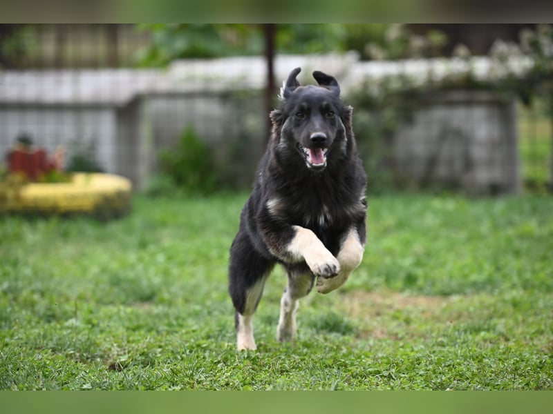Danka - junge Mischlingshündin sucht ein liebevolles Zuhause