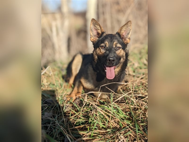 Maggie sucht ein Zuhause