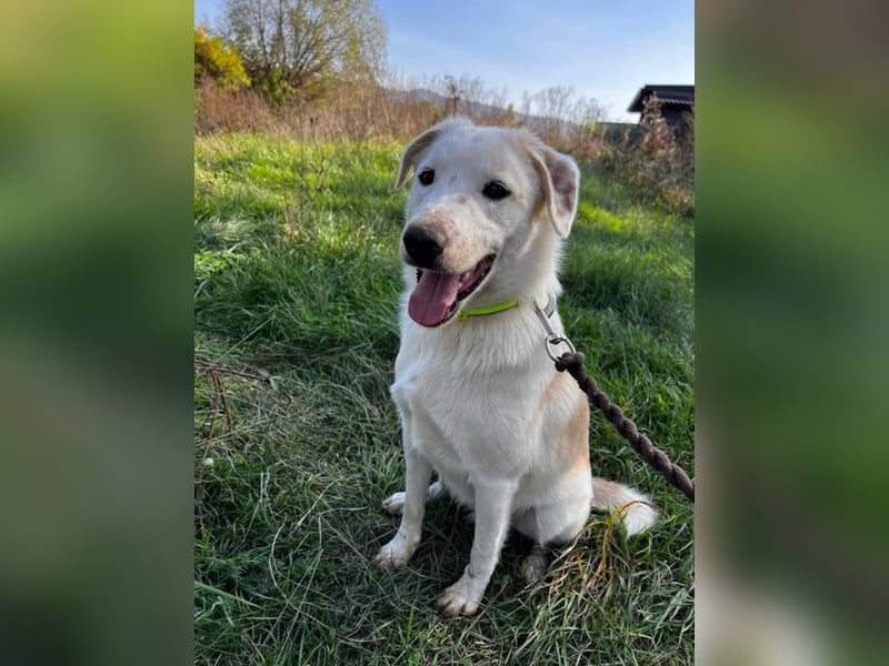 Edy sucht sein Zuhause