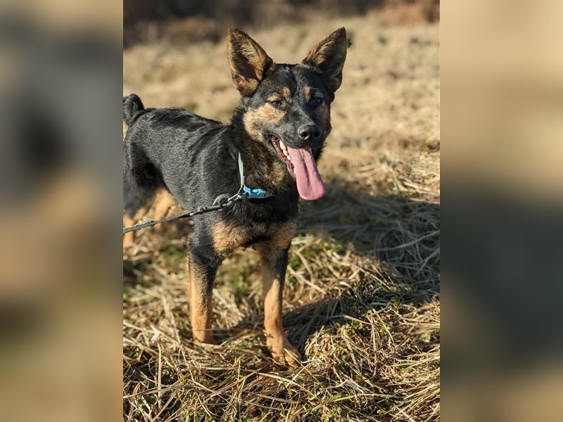 Maggie sucht ein Zuhause