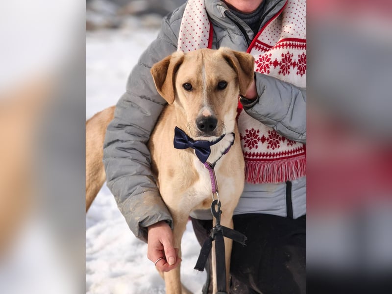 Bowie - aufmerksamer und verschmuster Junge