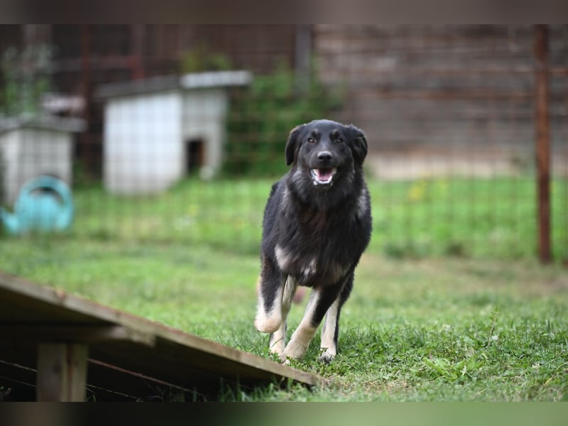 Danka - junge Mischlingshündin sucht ein liebevolles Zuhause