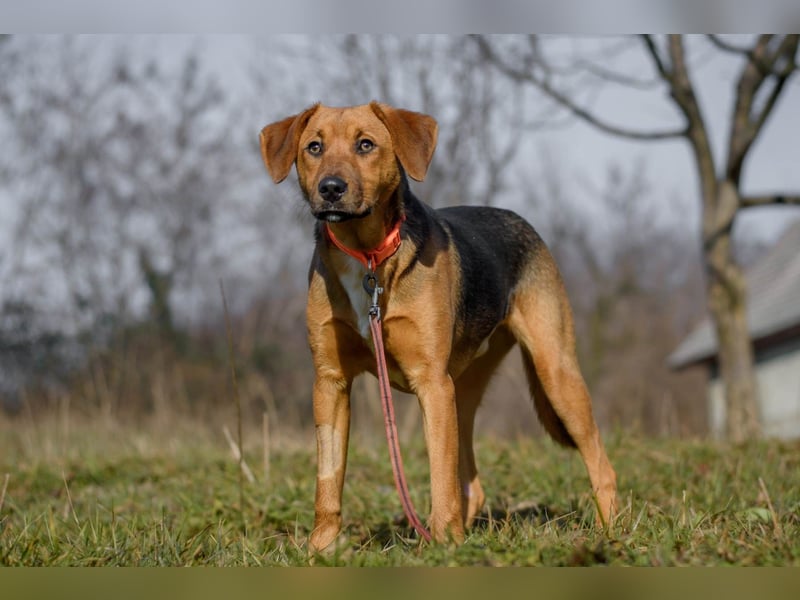 Elfy sucht ein Zuhause