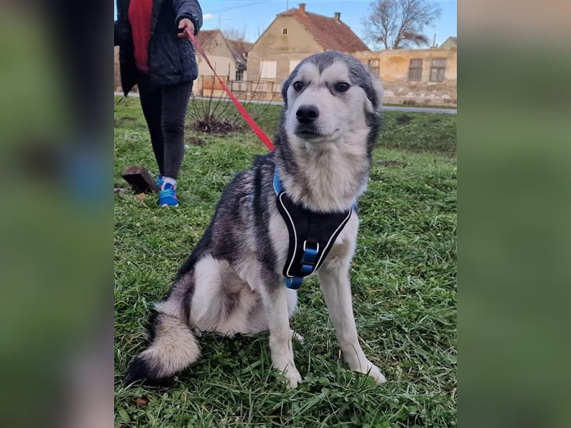 Diego sucht ein Zuhause