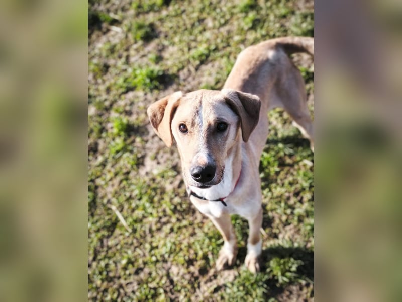 Bowie - aufmerksamer und verschmuster Junge