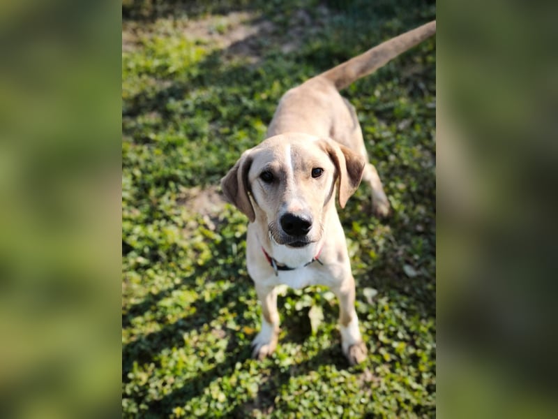 Bowie - aufmerksamer und verschmuster Junge