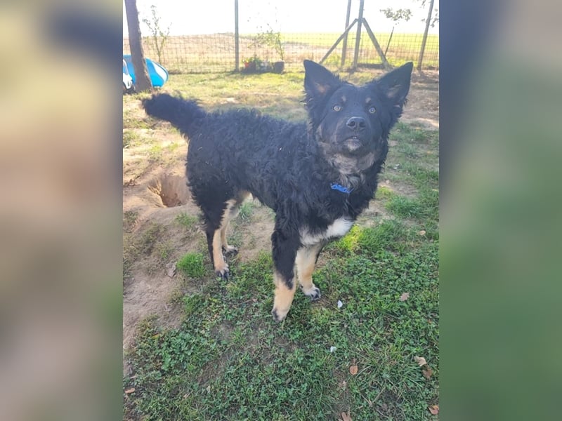 Tinky sucht ein Zuhause